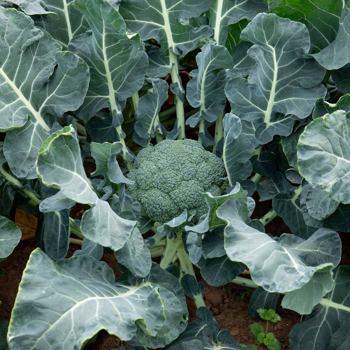 Broccoli 'marathon' Plant | 6 x 9cm | Green