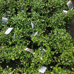Cotoneaster Dammeri Shrubs Evergreen Ground Cover Pack Of 5 Large Plants Supplied In 2 Litre Pots