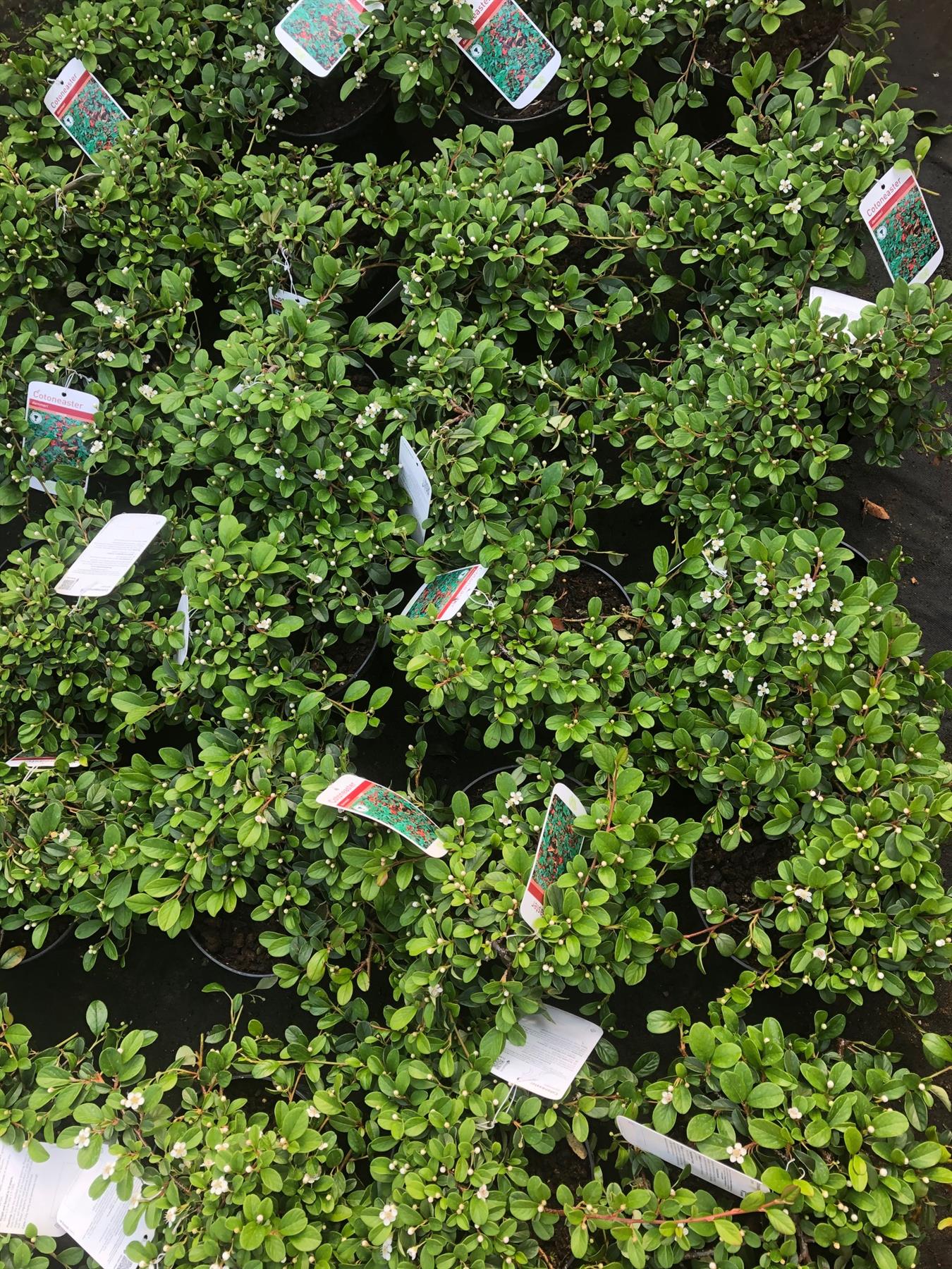 Cotoneaster Dammeri Shrubs Evergreen Ground Cover Pack Of 5 Large Plants Supplied In 2 Litre Pots