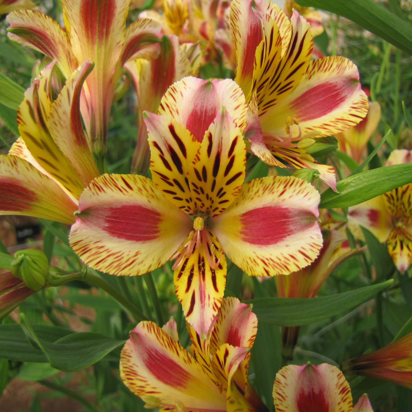 Hayloft Alstroemeria Duchesse D'anjou 'marguerite' 3 X 9cm Pots