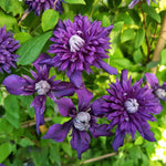 Clematis 'kokonoe' Violet-purple Climber | 1 x 9cm | Purple