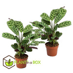 Never Never Plant - 2 Pcs. - Ctenanthe 'burle-marxii' - Height 25-40cm - ⌀12cm | Set of 2 | Green