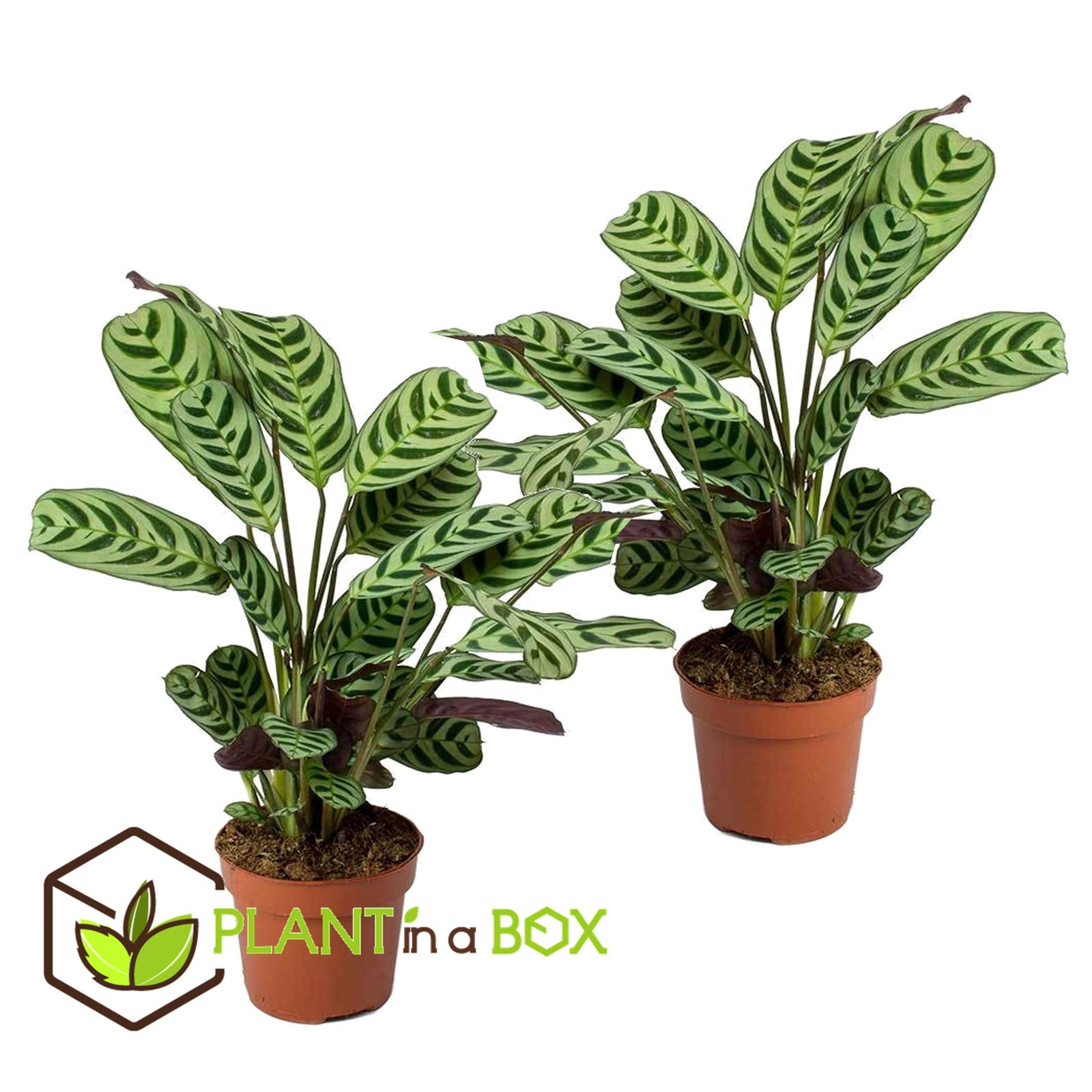 Never Never Plant - 2 Pcs. - Ctenanthe 'burle-marxii' - Height 25-40cm - ⌀12cm | Set of 2 | Green
