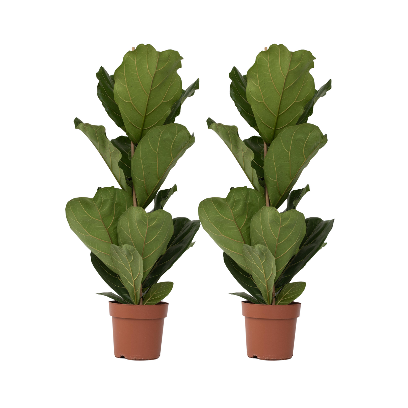 Fiddle-leaf Fig - 2 Pcs. - Ficus Lyrata - Height 70-90cm - ⌀21cm | Set of 2 | Green