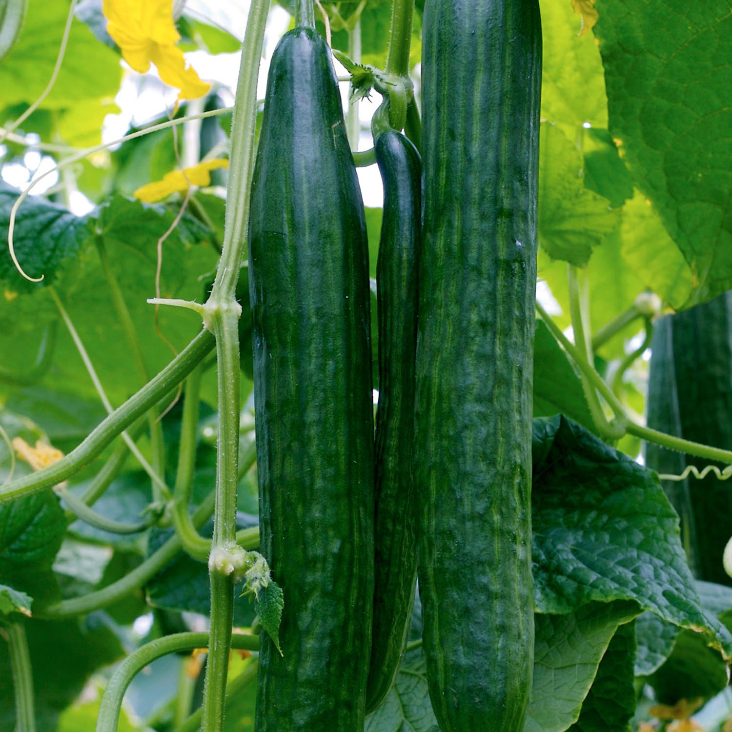 Cucumber 'euphya' All-female Disease-resistant Variety | 3 x Jumbo Plugs | Green