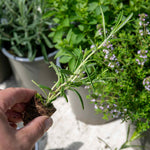 Rosemary 'upright' - Hardy Aromatic Herb | 1 x 1L | Purple