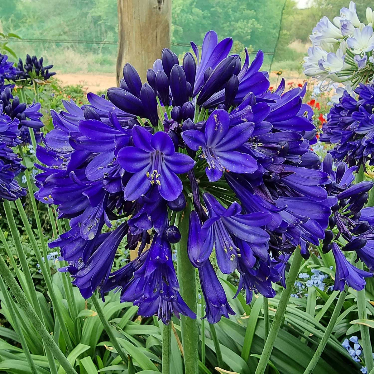 Agapanthus 'midnight Sky' 2l Plant | Set of 1