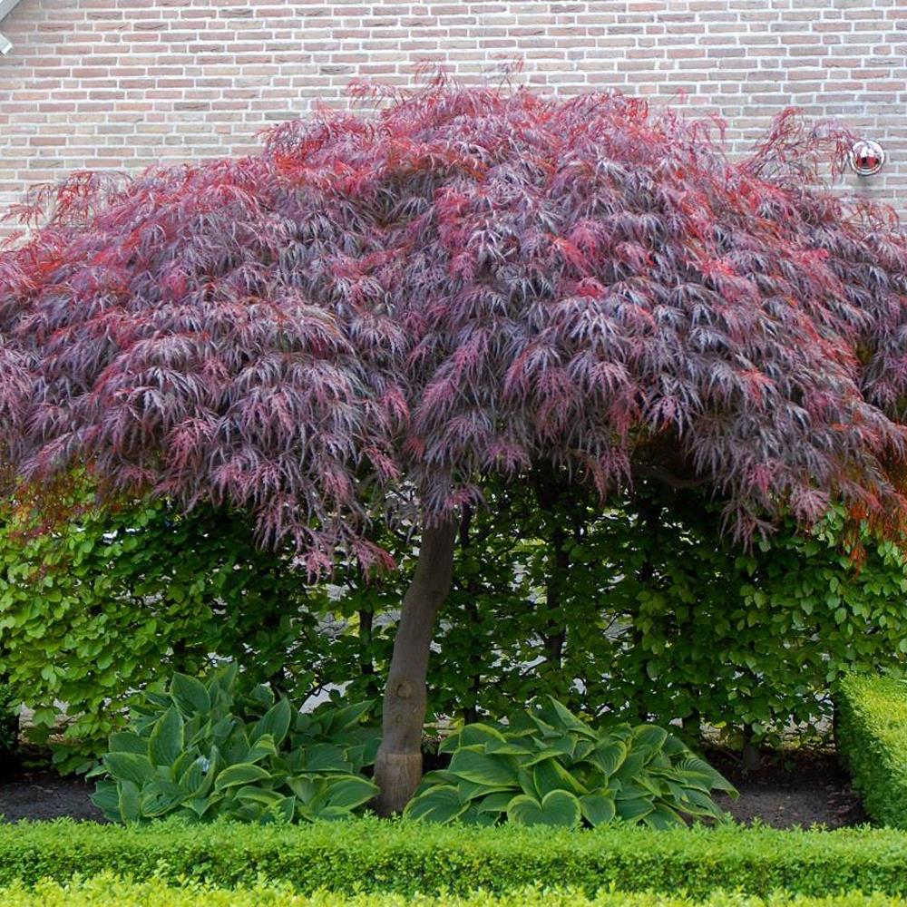 Acer Palmatum Dissectum Garnet 50-60cm Supplied In A 7.5 Litre Pot
