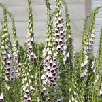 Foxglove 'bubbly Pink' F1 Seeds | 12 Seeds