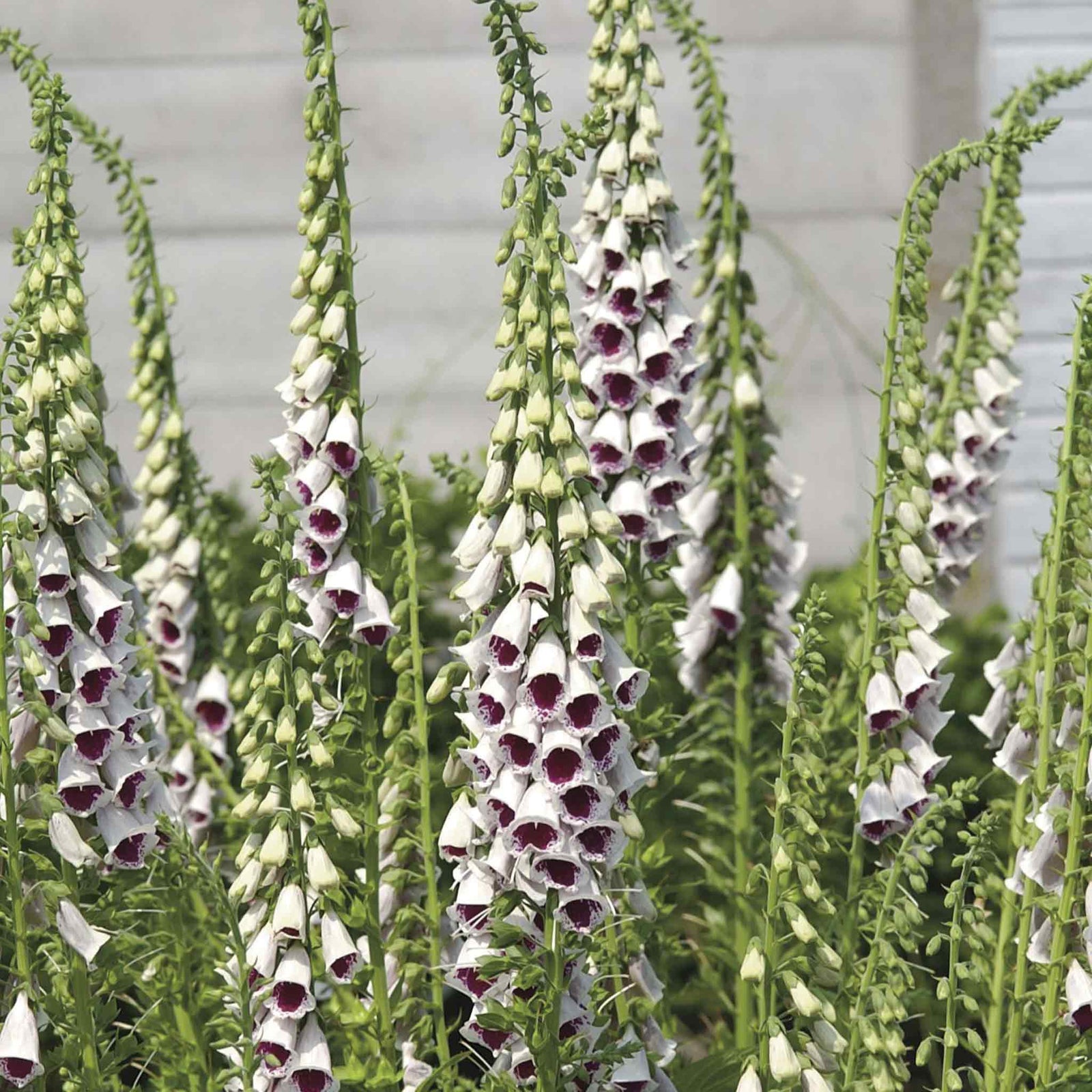 Foxglove 'bubbly Pink' F1 Seeds | 12 Seeds
