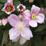 Clematis Montana Rubens - 2l Pot With A Cane