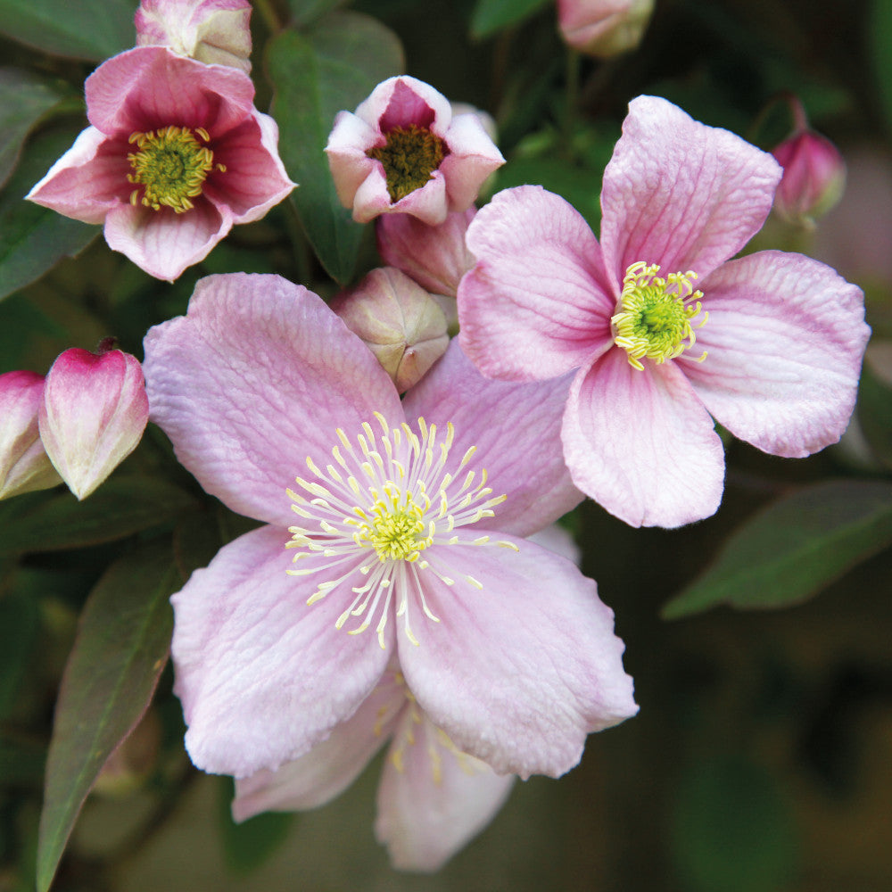 Clematis Montana Rubens - 2l Pot With A Cane