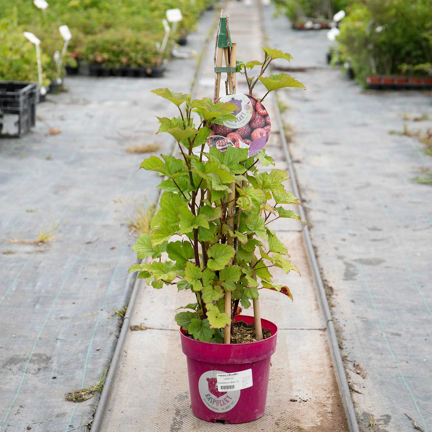 Raspberry 'tower' Plant - Upright Patio Raspberry | 1 x 3L