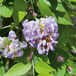 Wisteria 'amethyst Falls' Compact Purple Climber Plant | 1 x 7.5L | Purple & Green