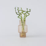 Lucky Bamboo - 6 Pcs. - Dracaena Sanderiana - Height 40-50cm - ⌀2cm | Set of 6 | Green
