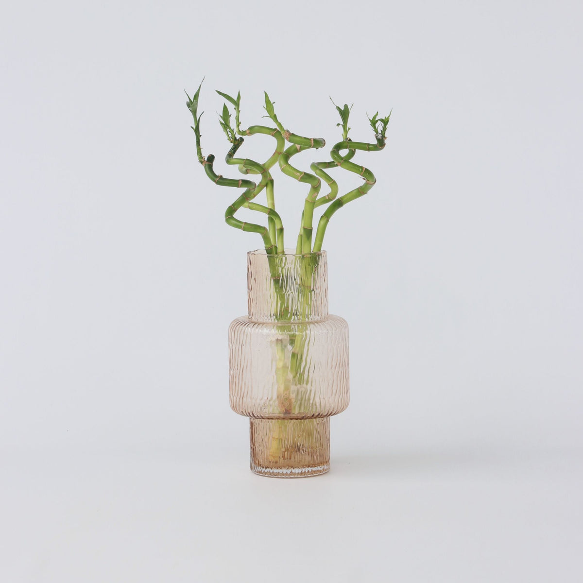 Lucky Bamboo - 6 Pcs. - Dracaena Sanderiana - Height 40-50cm - ⌀2cm | Set of 6 | Green