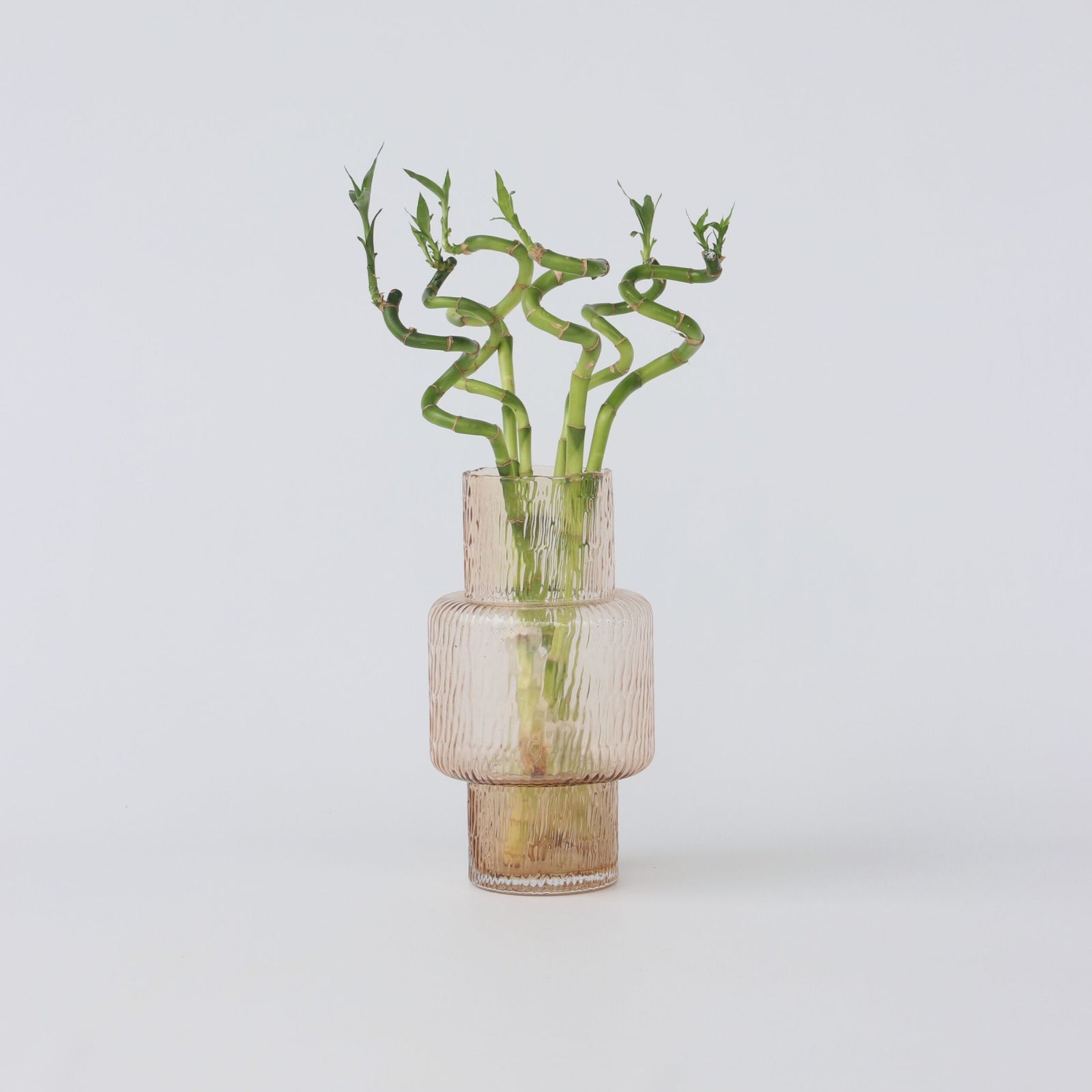 Lucky Bamboo - 6 Pcs. - Dracaena Sanderiana - Height 40-50cm - ⌀2cm | Set-of-6 | Green