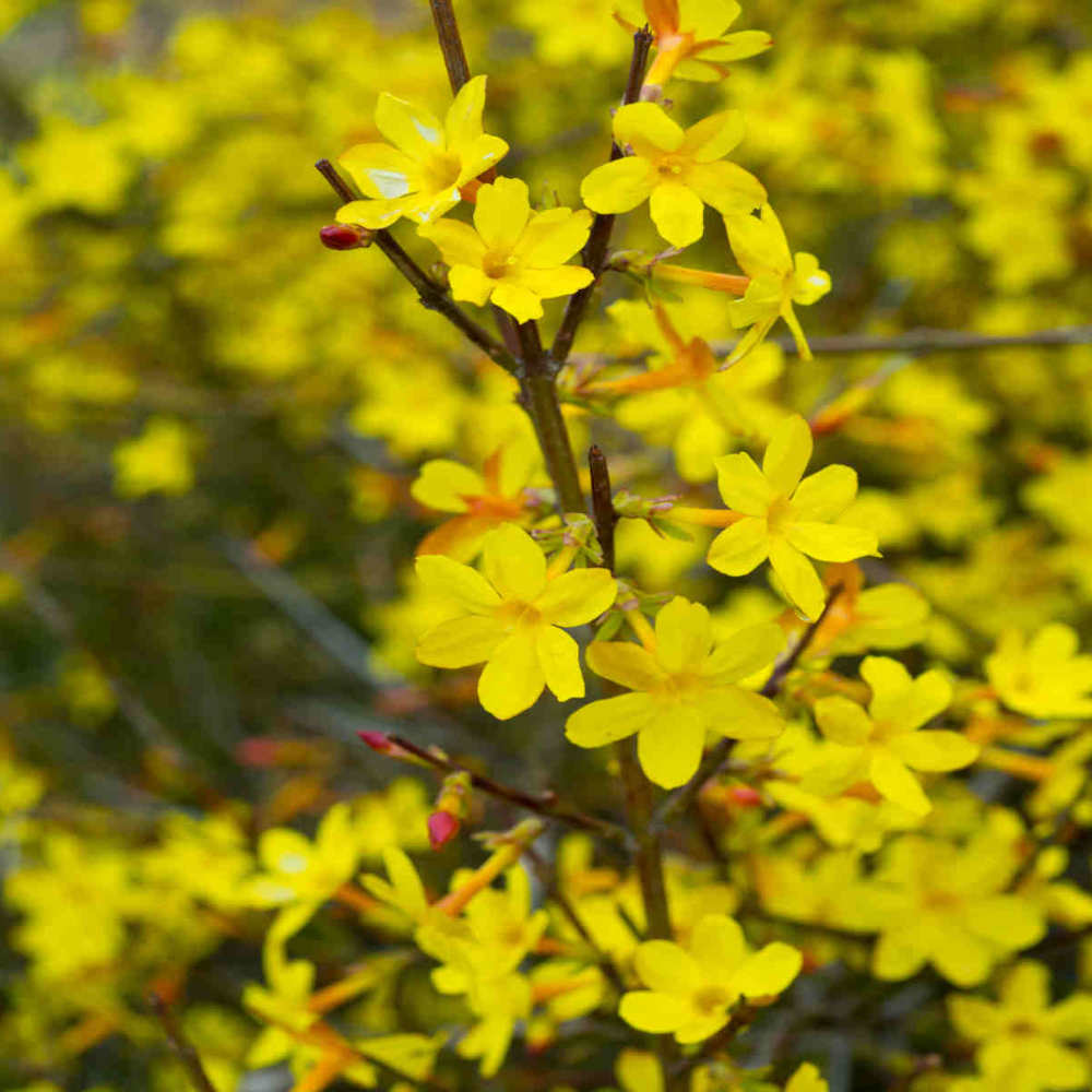 Jasminum Nudiflorum Early Flowering Winter Jasmine - 9cm Pot | 1 x 9cm | Yellow