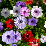 All Summer Long Mixed Flower | 250 x Bulbs | Yellow