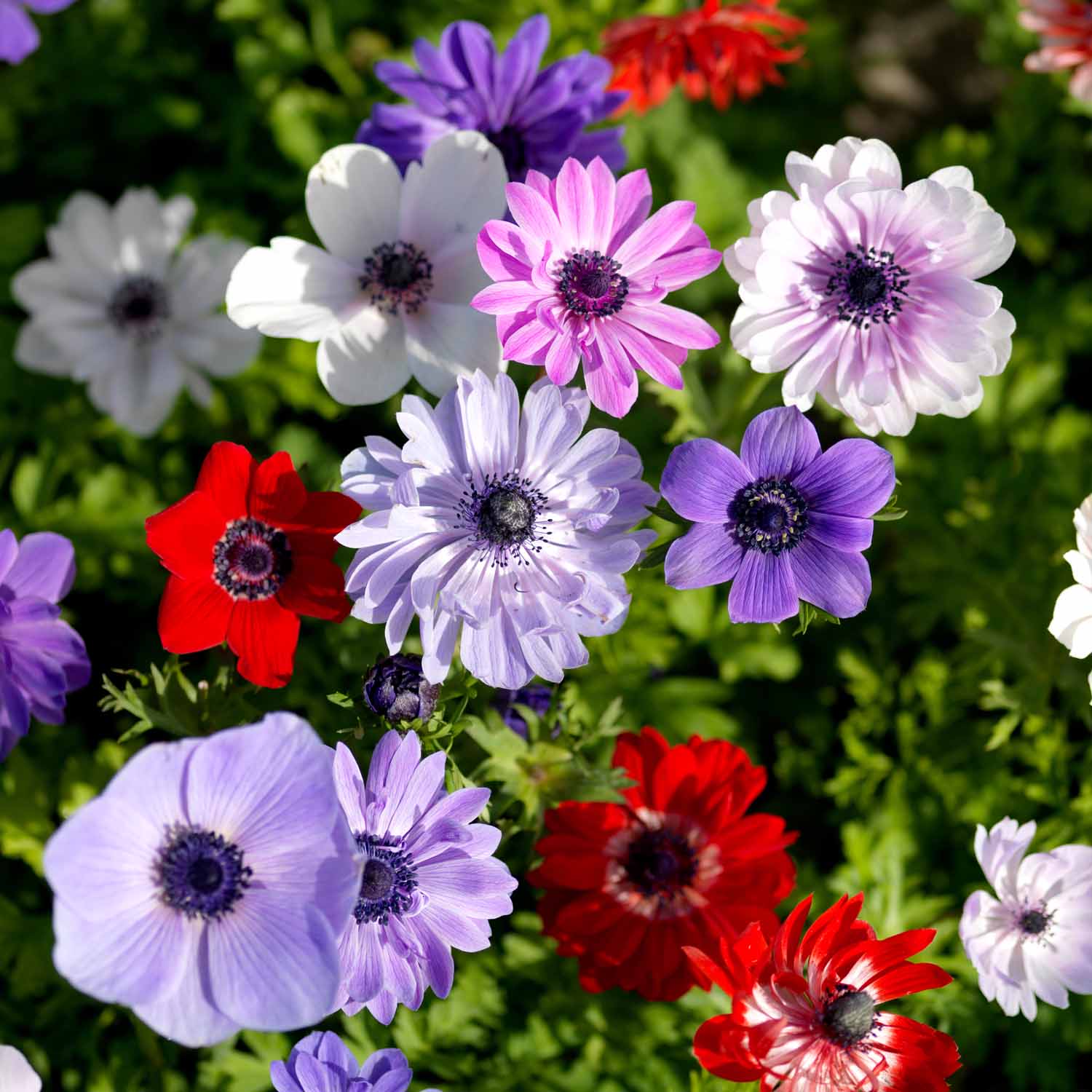 All Summer Long Mixed Flower | 250 x Bulbs | Yellow