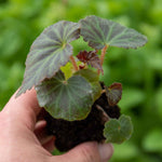 Begonia 'bellisa Flame' Double Orange Begonia 30-45 Cm | 12 x Jumbo Plugs | Burnt Orange
