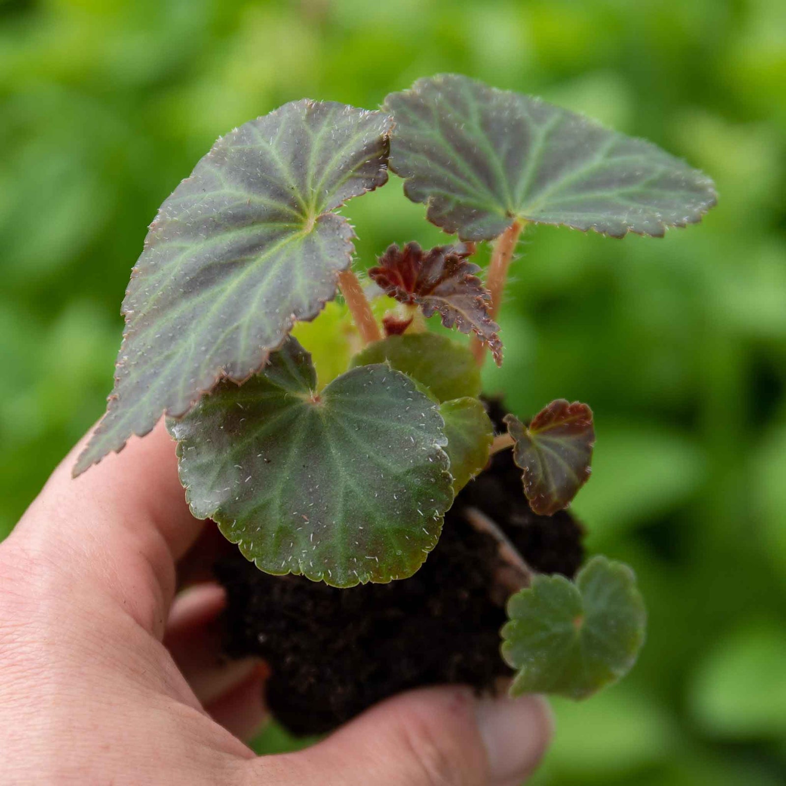 Begonia 'bellisa Flame' Double Orange Begonia 30-45 Cm | 6 x Jumbo Plugs | Burnt Orange