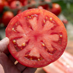 Supersteak Tomato Seeds | 10 Seeds