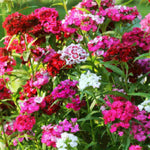 Sweet William - Dianthus Barbatus Mix, supplied in bunches of 10 bare roots | Set-of-2