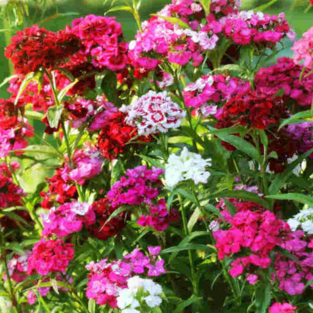 Sweet William - Dianthus Barbatus Mix, supplied in bunches of 10 bare roots | Set-of-3