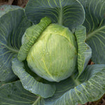 White Cabbage Plant 'reaction' | 16 x Pro Grower Plugs | Green