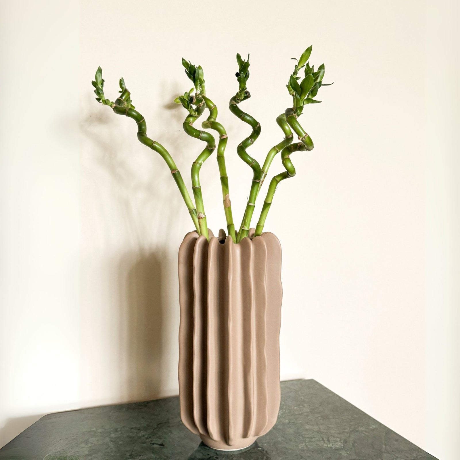 Lucky Bamboo - 12 Pcs. - Dracaena Sanderiana - Height 40-50cm - ⌀2cm | Green