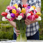 Tulip 'Everlasting Mixed' - 64 Bulbs