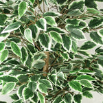 150cm Artificial Silk Ficus Tree