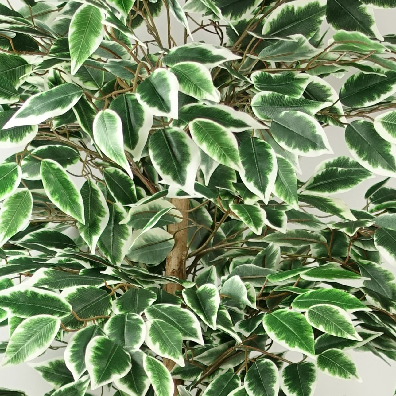 150cm Artificial Silk Ficus Tree