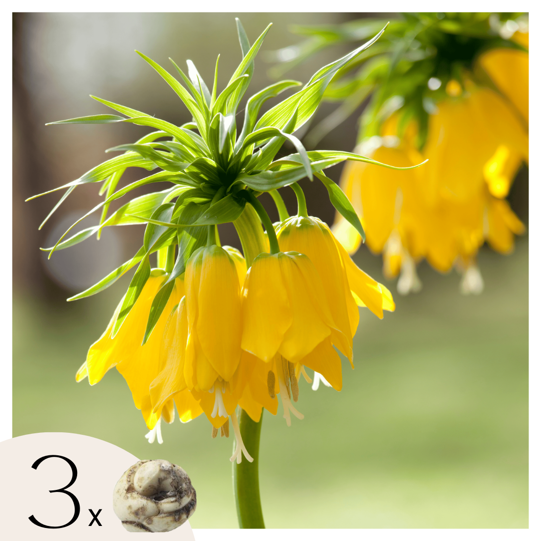 Snake's Head Fritillary - 3 Pcs. - Fritillaria 'lutea' - Flower Bulbs | Set of 3 | Yellow