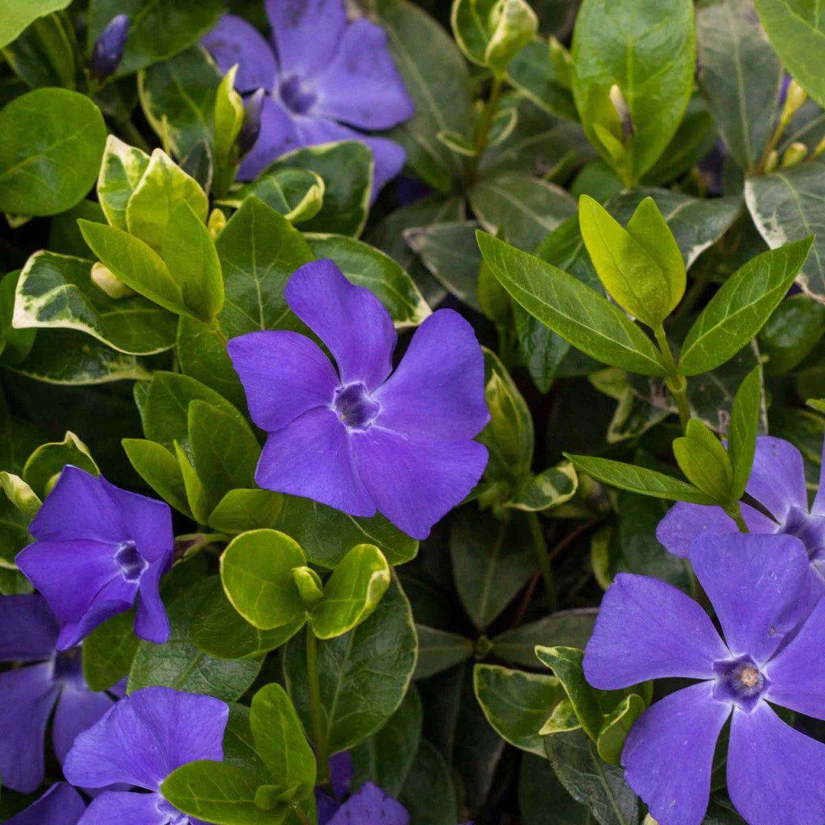 Vinca Minor 'ralph Shugart' Variegated Evergreen Groundcover | Set of 1 | Purple & Green
