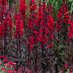 Lobelia Speciosa Starship Scarlet Bronze Leaf - XL Young Plants | 3 x Jumbo Plugs | Deep Red