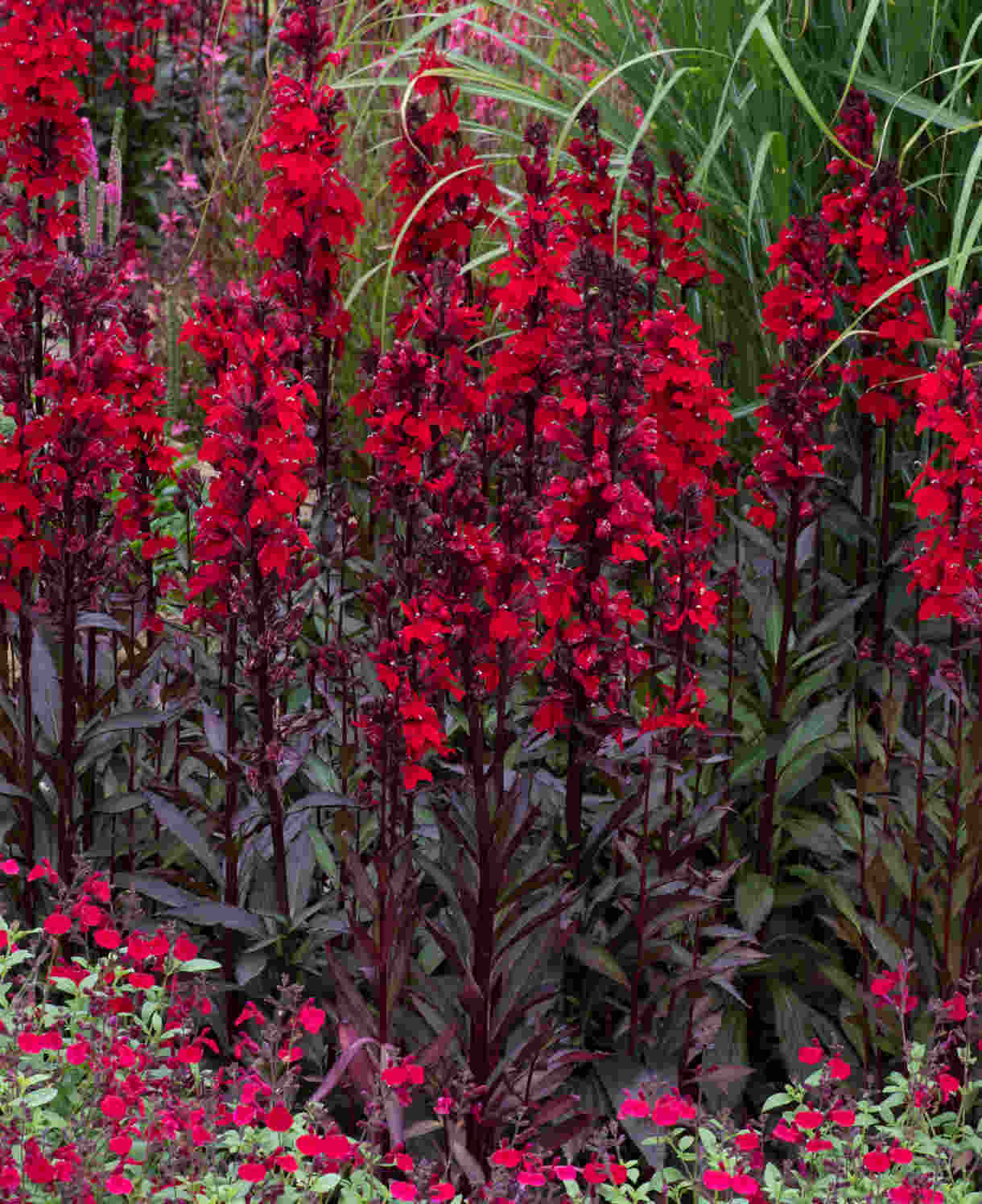 Lobelia Speciosa Starship Scarlet Bronze Leaf - XL Young Plants | 3 x Jumbo Plugs | Deep Red