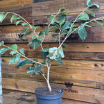 Witchhazel Hamamelis Orange Beauty Shrub Plant 2.5-3ft Extra Large In A 7.5 Litre Pot