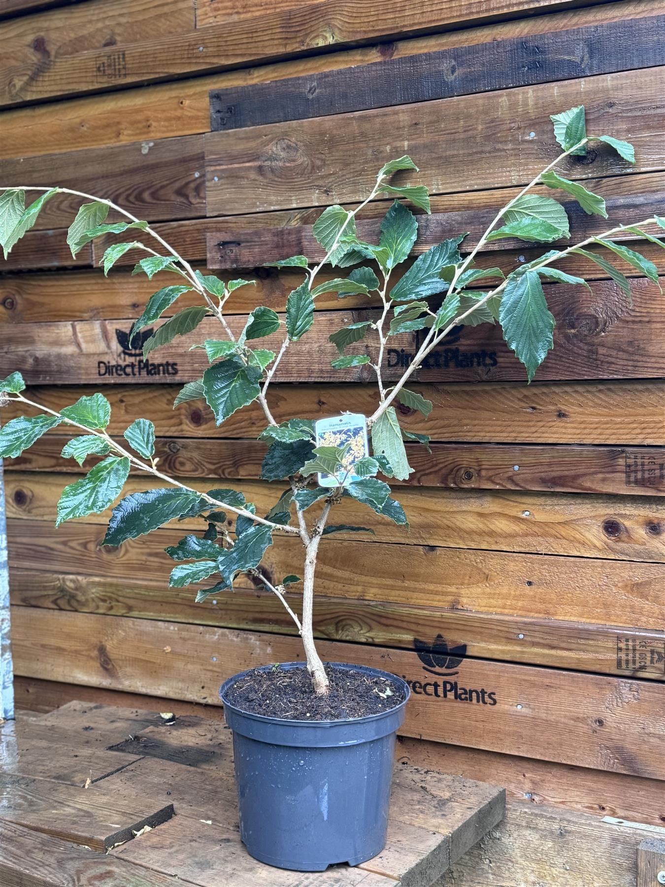 Witchhazel Hamamelis Orange Beauty Shrub Plant 2.5-3ft Extra Large In A 7.5 Litre Pot