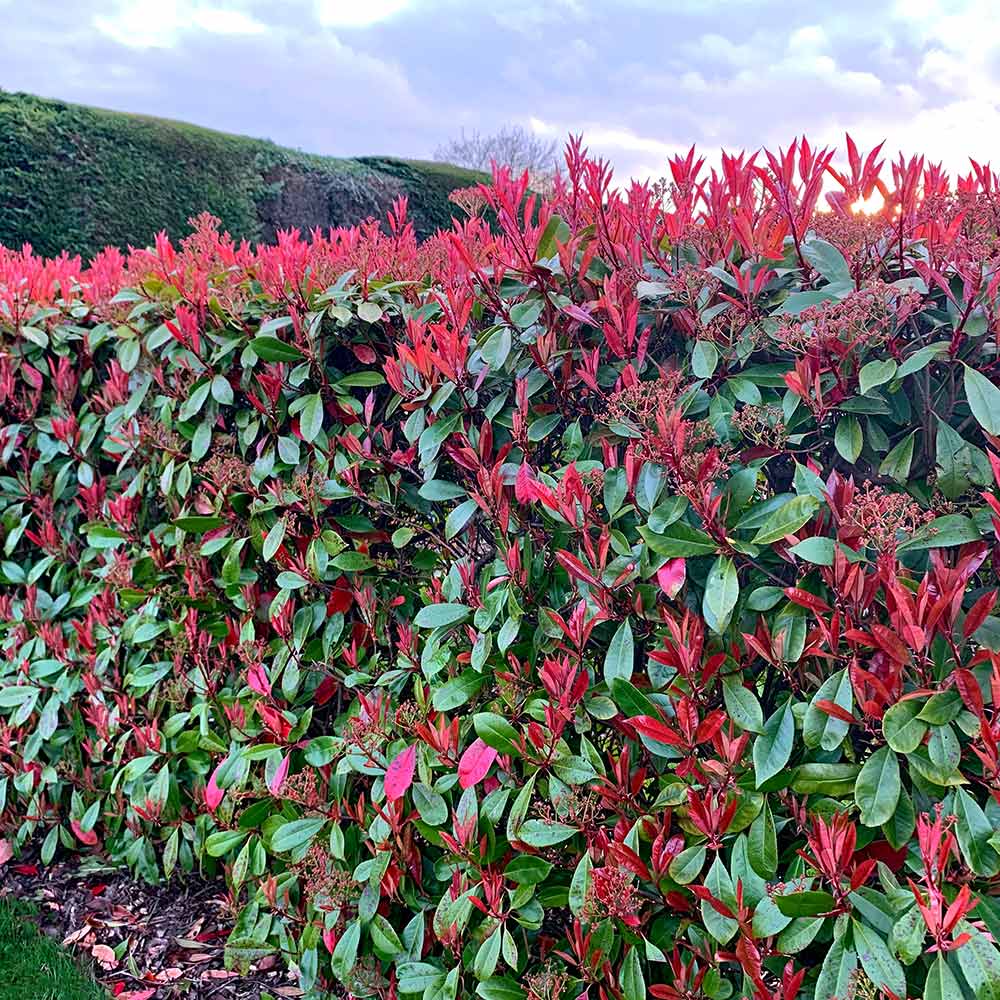 Photinia Fraseri Red Robin 9cm Pot | Set of 2