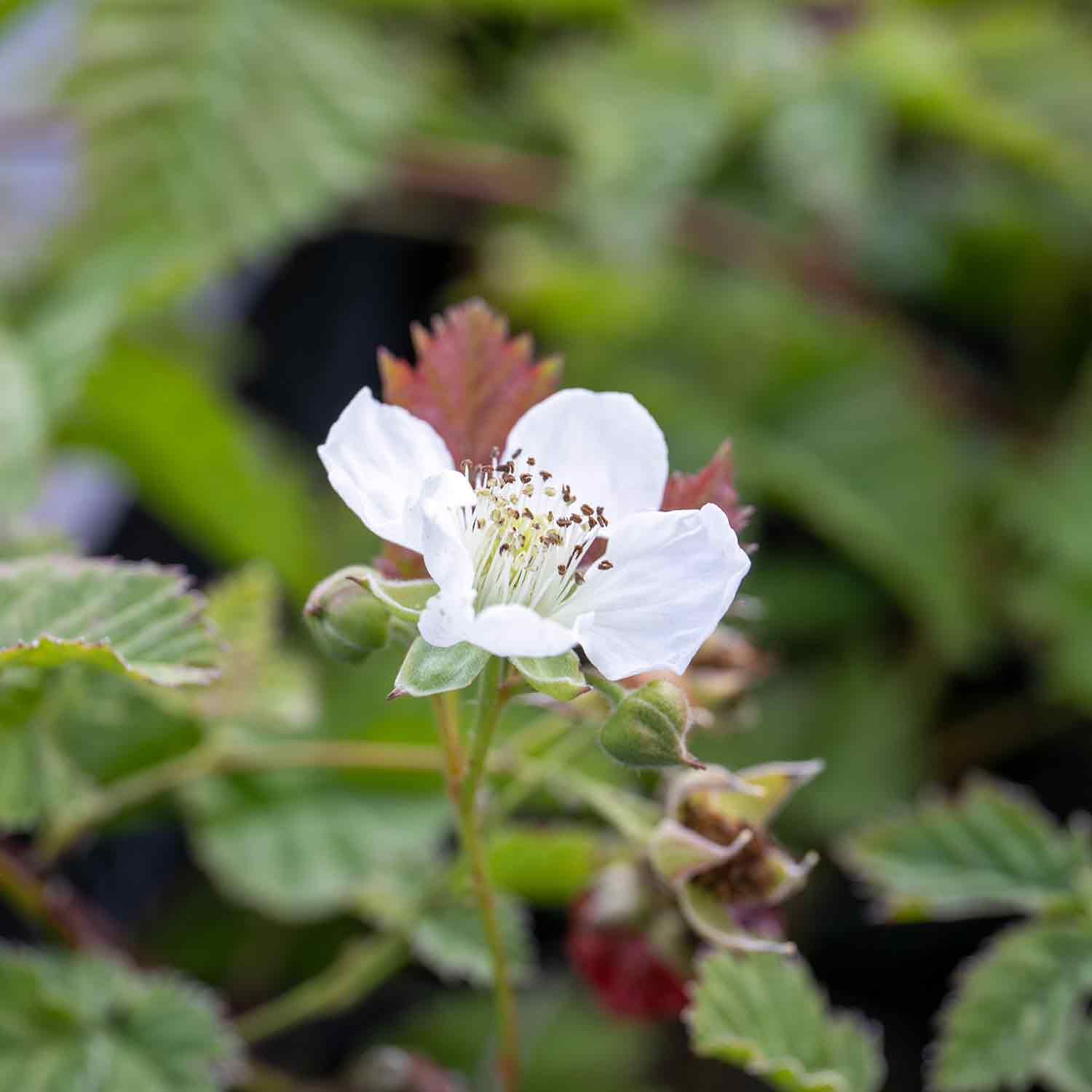 Boysenberry Plant — Drought-tolerant, Container-friendly | 3 x 2L | Purple