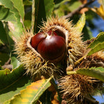 Sweet Chestnut Tree Castanea Sativa Fruit Nut Tree 50-60cm Tall In A 3 Litre Pot