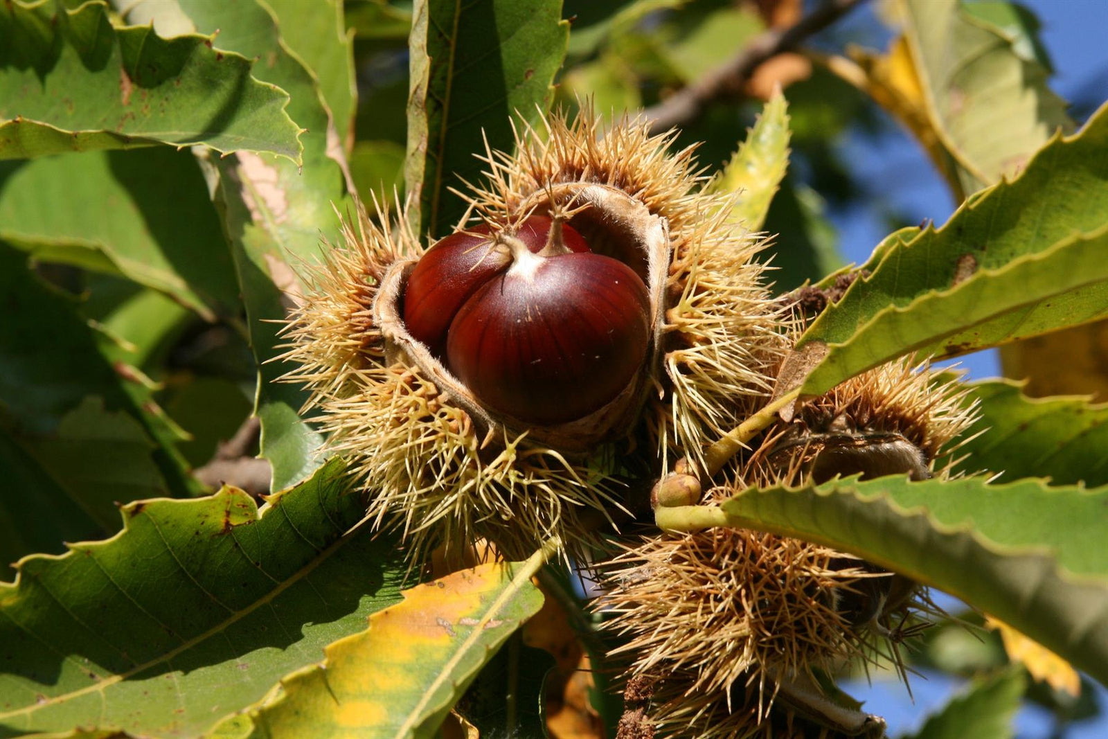 Sweet Chestnut Tree Castanea Sativa Fruit Nut Tree 50-60cm Tall In A 3 Litre Pot