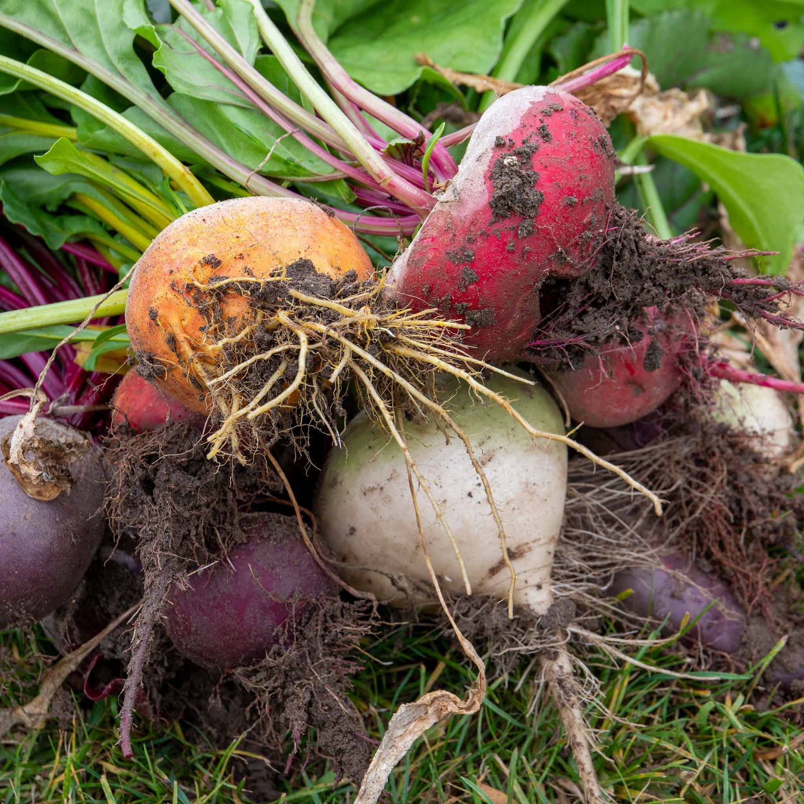 Beetroot Mix | 12 x Garden Ready Plugs | Multi Colour
