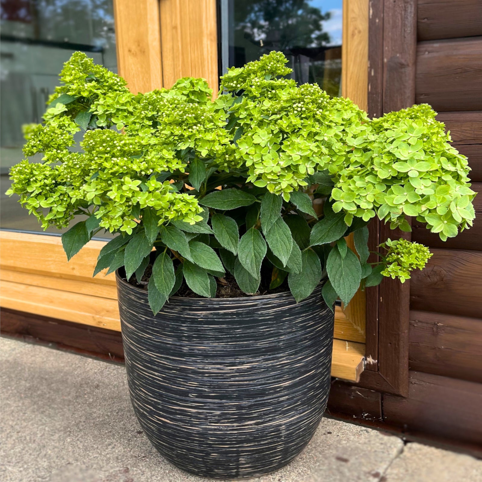 Hydrangea Paniculata Groundbreaker Greeny - 14cm pots | Set-of-3 | Lime Green