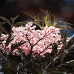 Sambucus Nigra Black Lace Shrub Attractive Acer Like Foliage Plant