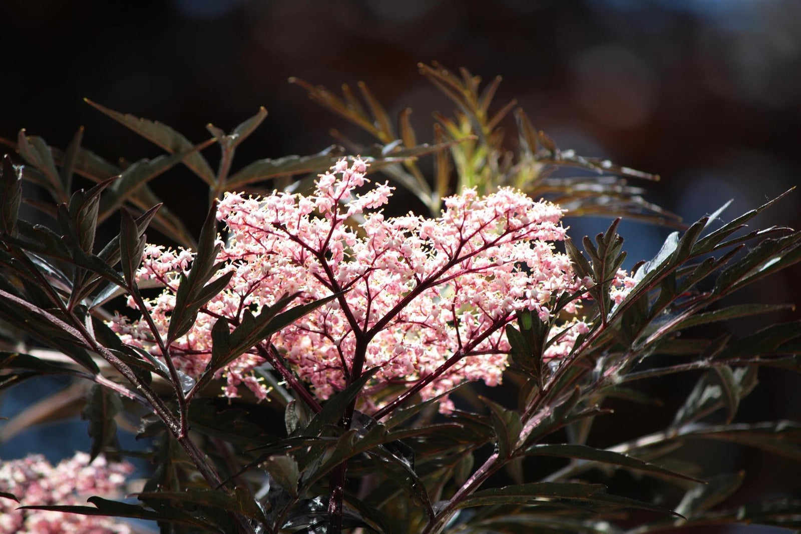 Sambucus Nigra Black Lace Shrub Attractive Acer Like Foliage Plant