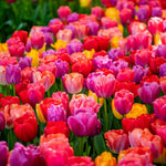Thompson & Morgan Tulip Giant Collection 40 Bulbs