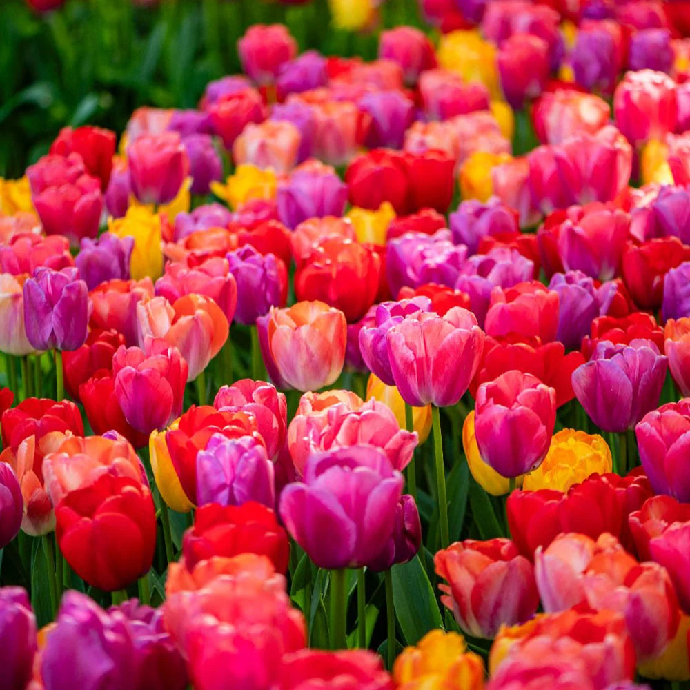 Thompson & Morgan Tulip Giant Collection 40 Bulbs